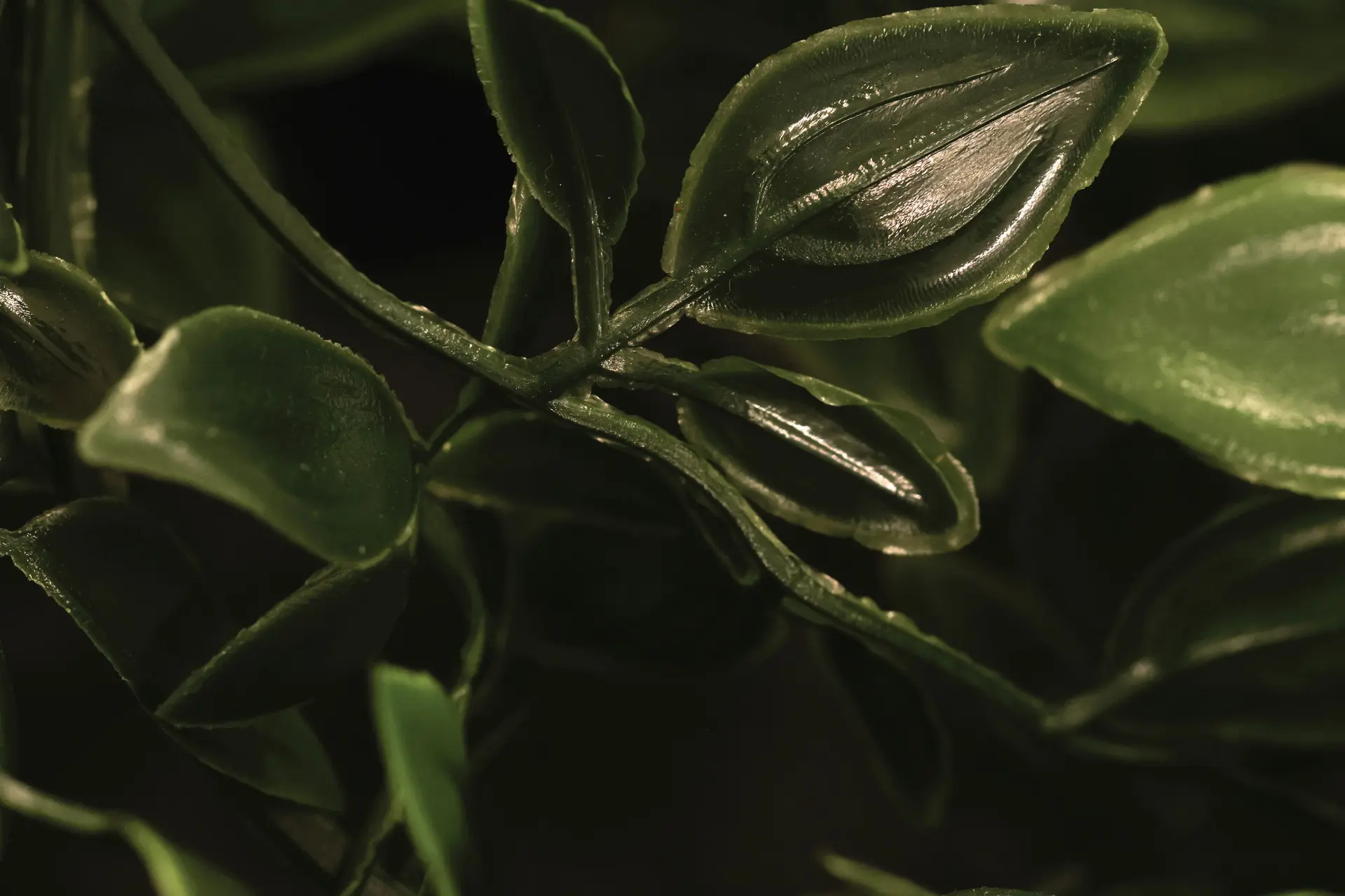 Up-close, 2 by Bhavana Parakh - Digital macro photograph (100 mm lens) on Epson enhanced matte paper