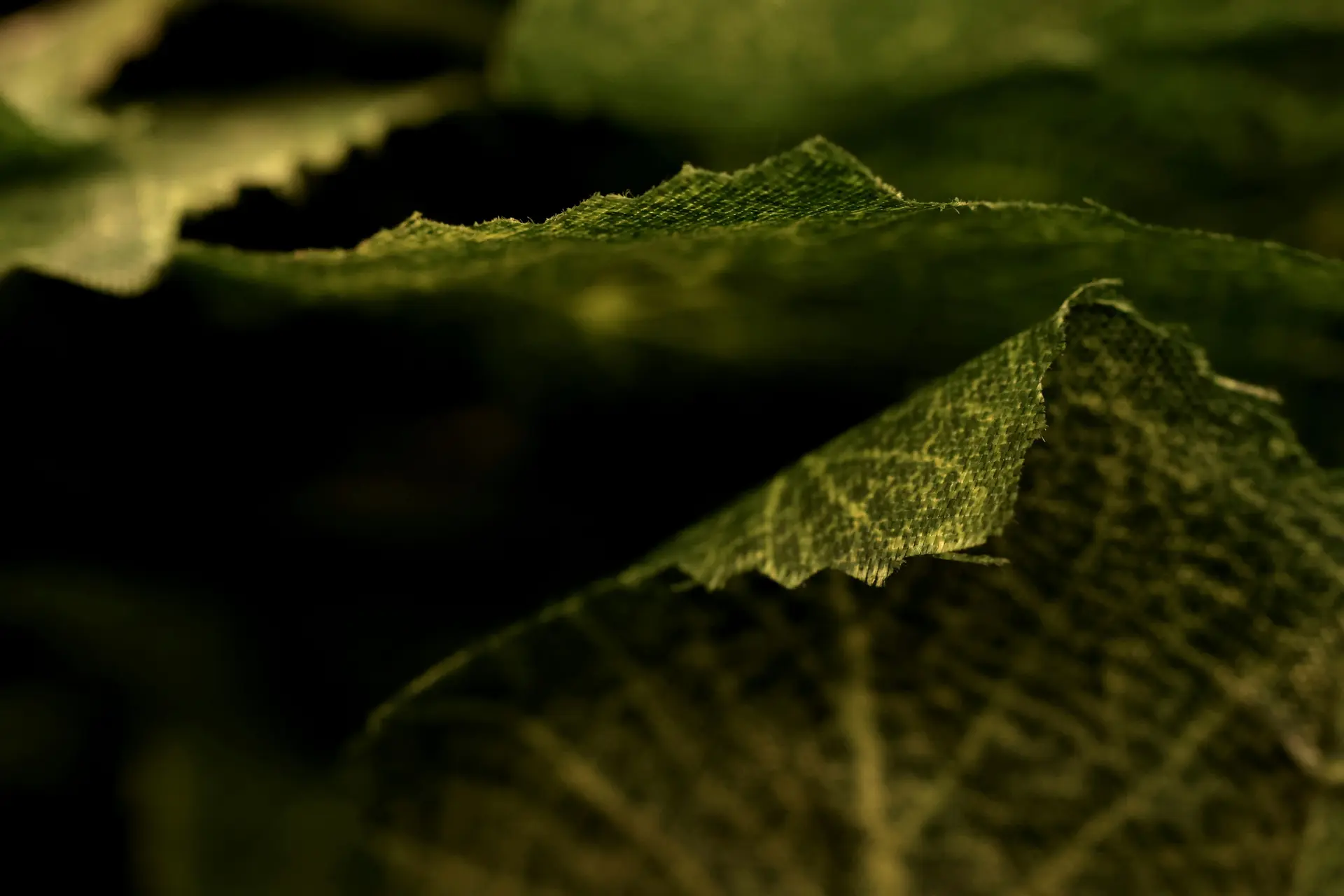 Up-close, 11 by Bhavana Parakh - Digital macro photograph (100 mm lens) on Epson enhanced matte paper