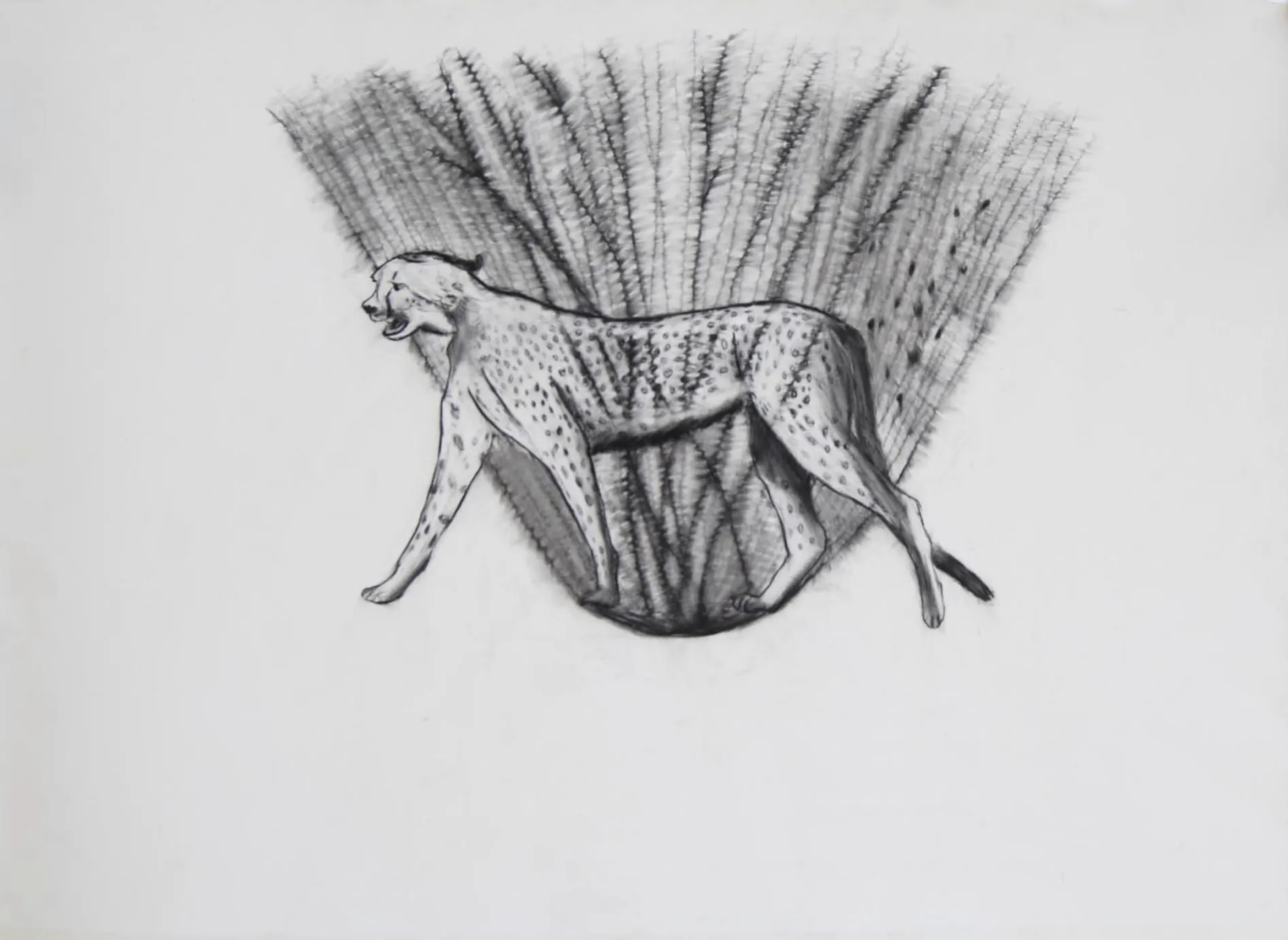 Untitled by Sarika Mehta - Charcoal pencil on Art Spectrum paper
