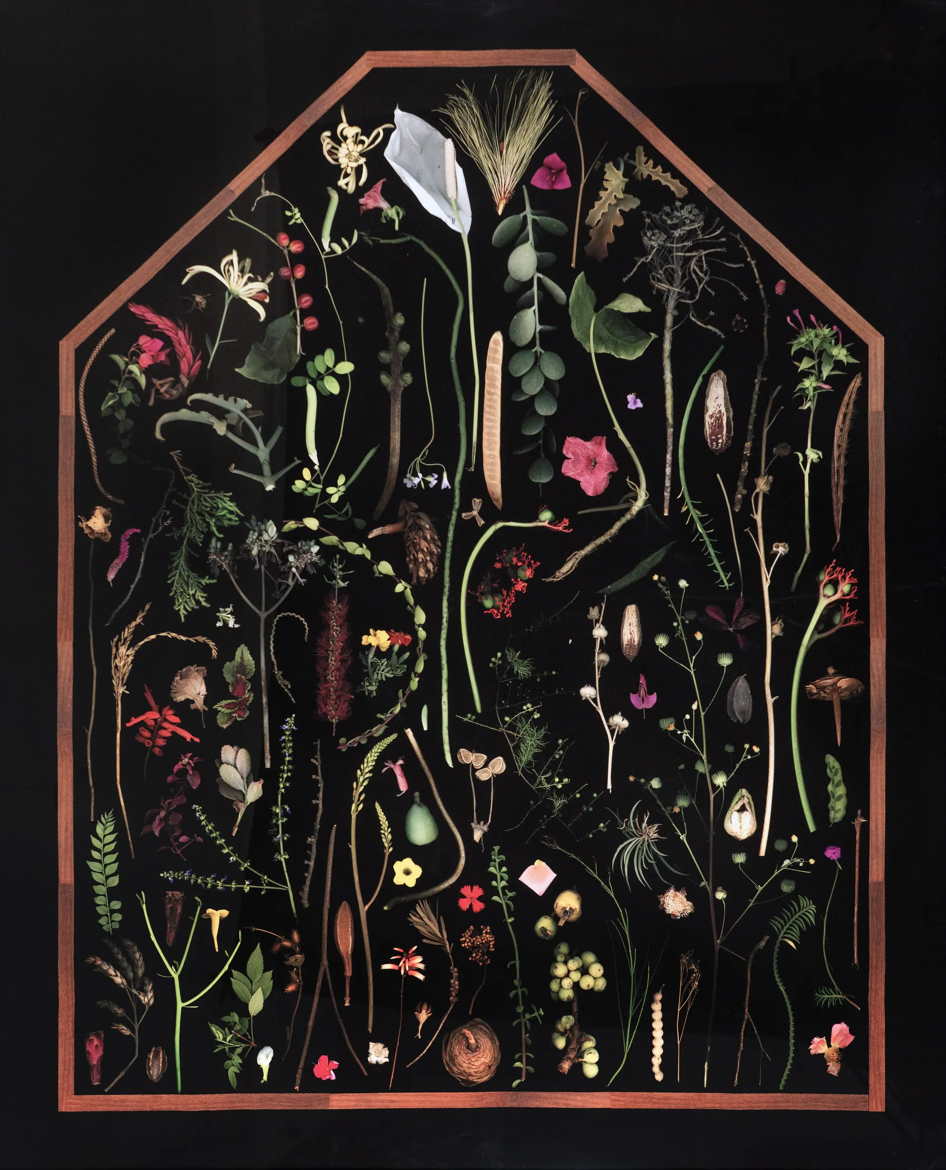 The pleasure garden by Avni Bansal - Scanography/digital manipulation & archival print on Hahnemühle paper