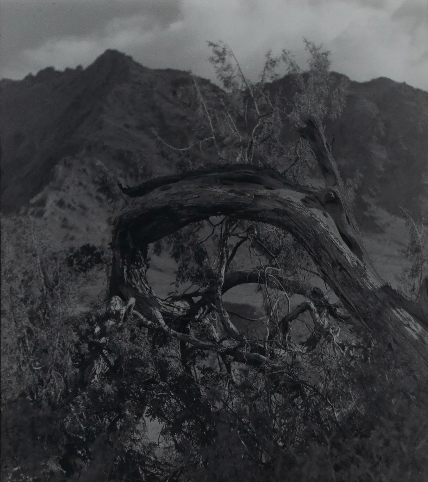 Through the junipers - likir, ladakh by Ayan Biswas - Silver gelatin print on fibre paper, matt finish