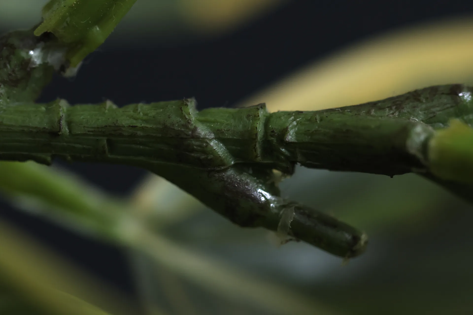 Up-close, 6 by Bhavana Parakh - Digital macro photograph (100 mm lens) on Epson enhanced matte paper