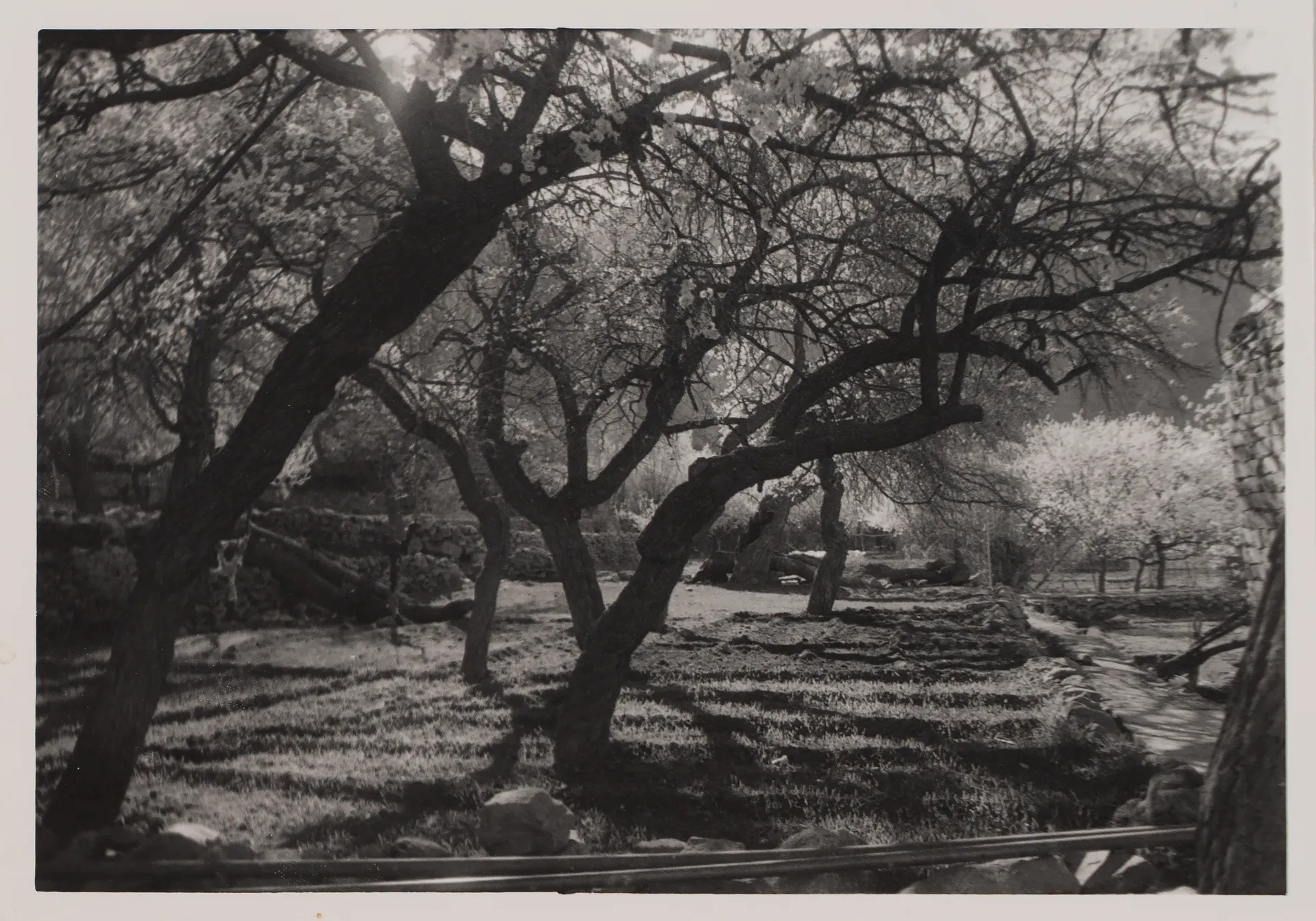 Orchard of dreams by Ayan Biswas - Silver gelatin print, pearl finish