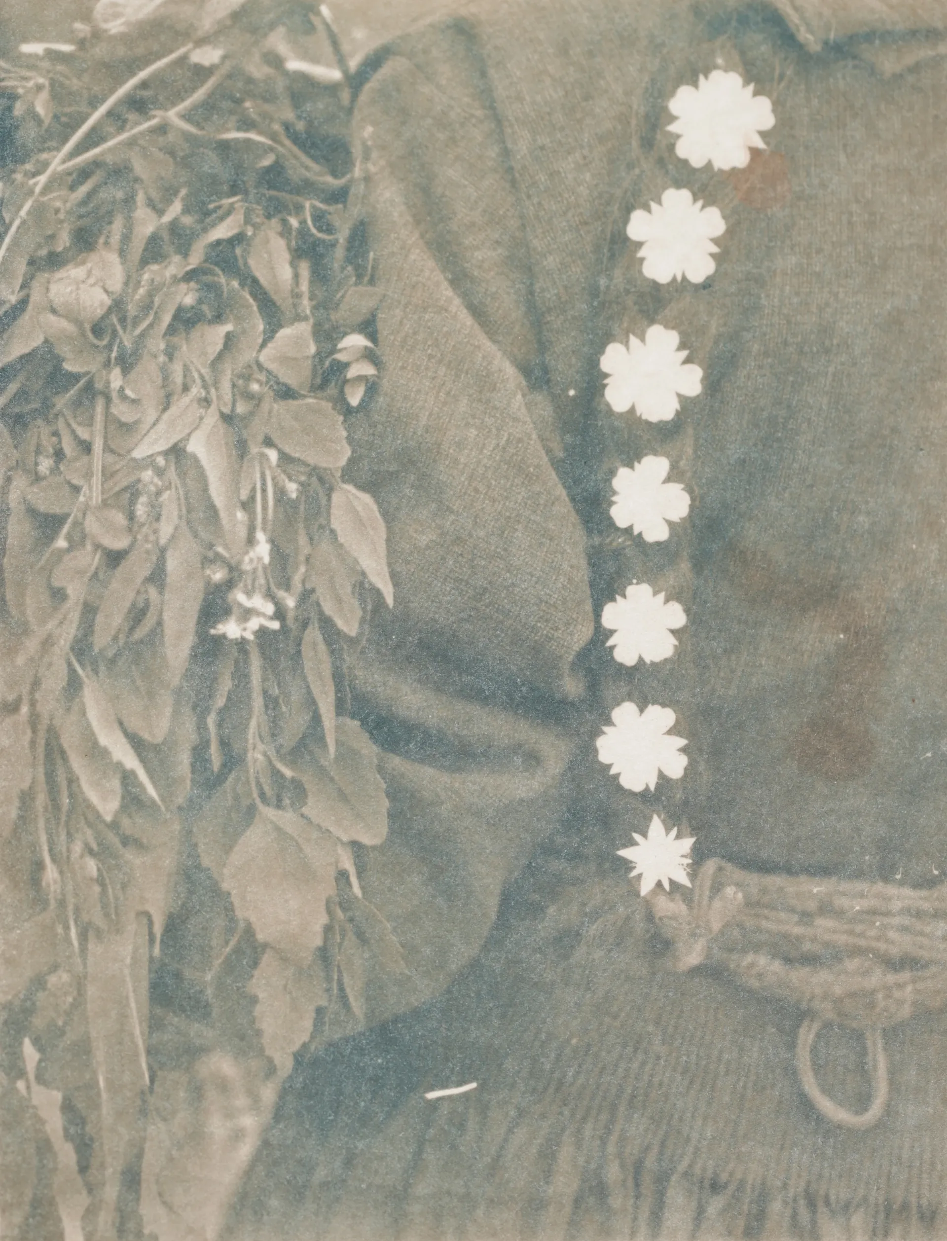 Amaley by Ayan Biswas - Cyanotype Toned with a Local Flowering Plant Named Sporolo