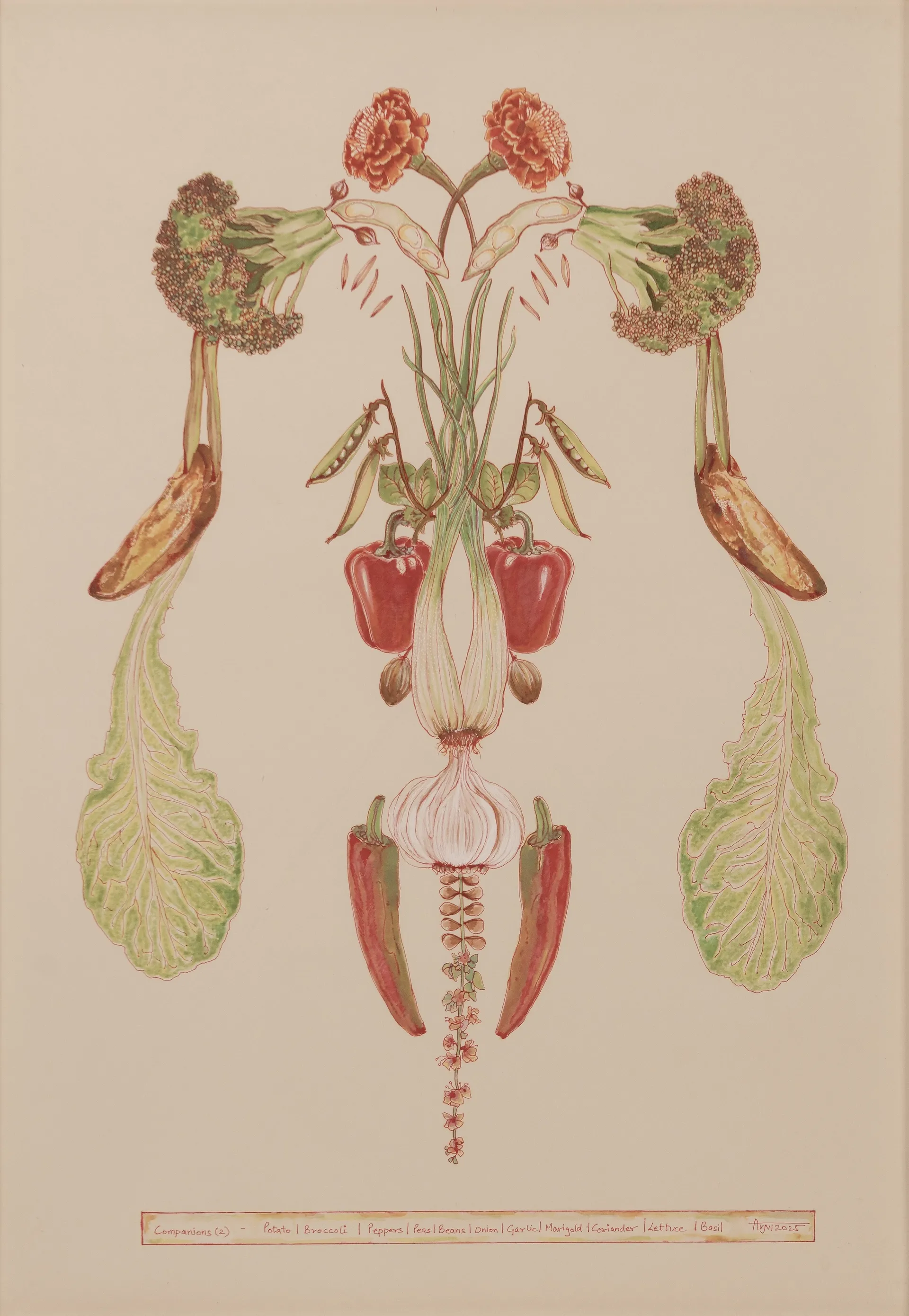Companion 2 by Avni Bansal - Pen and watercolour on Rosapina paper