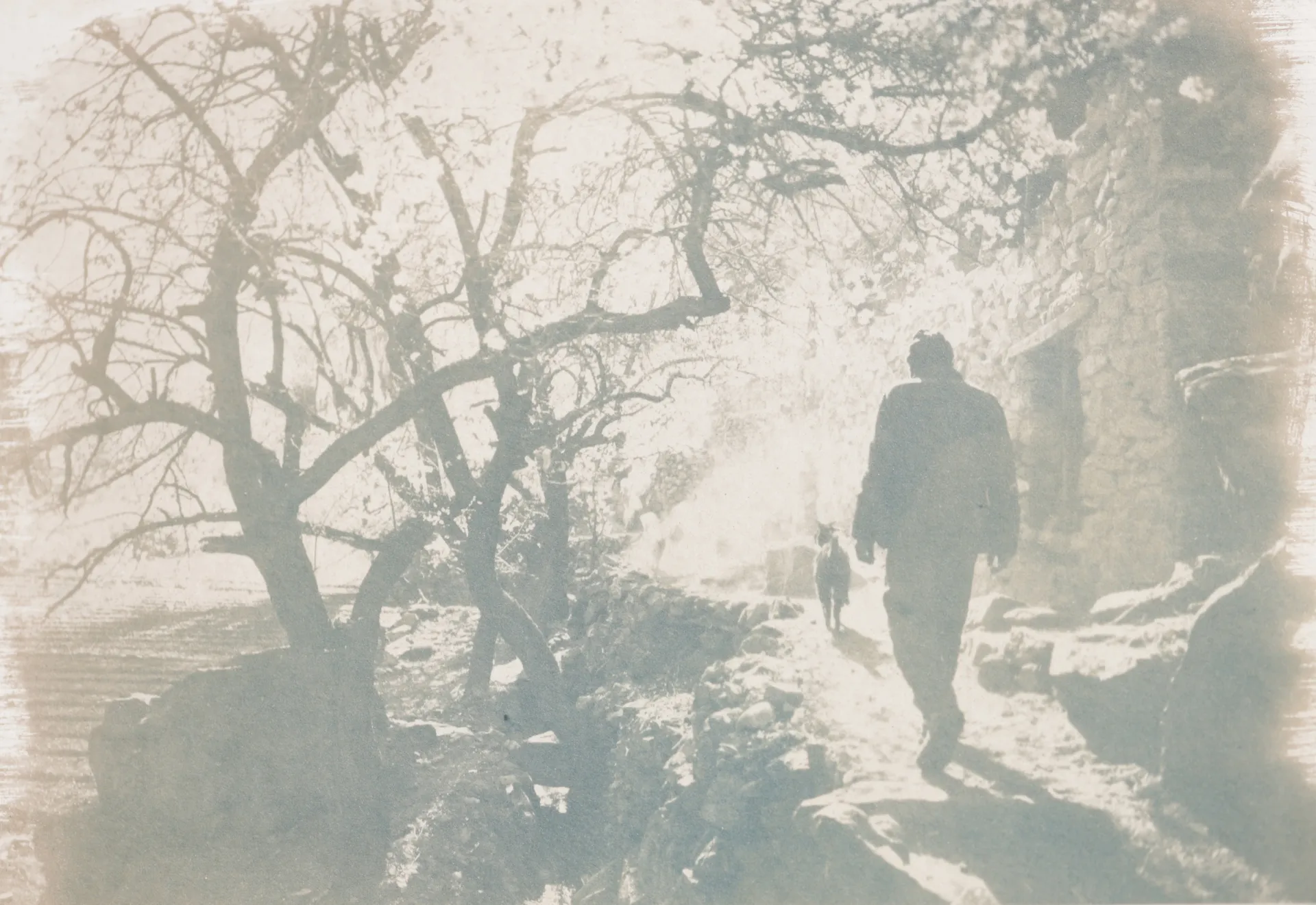 From the month of blossoms (version 1) by Ayan Biswas - Tea-Toned Cyanotype