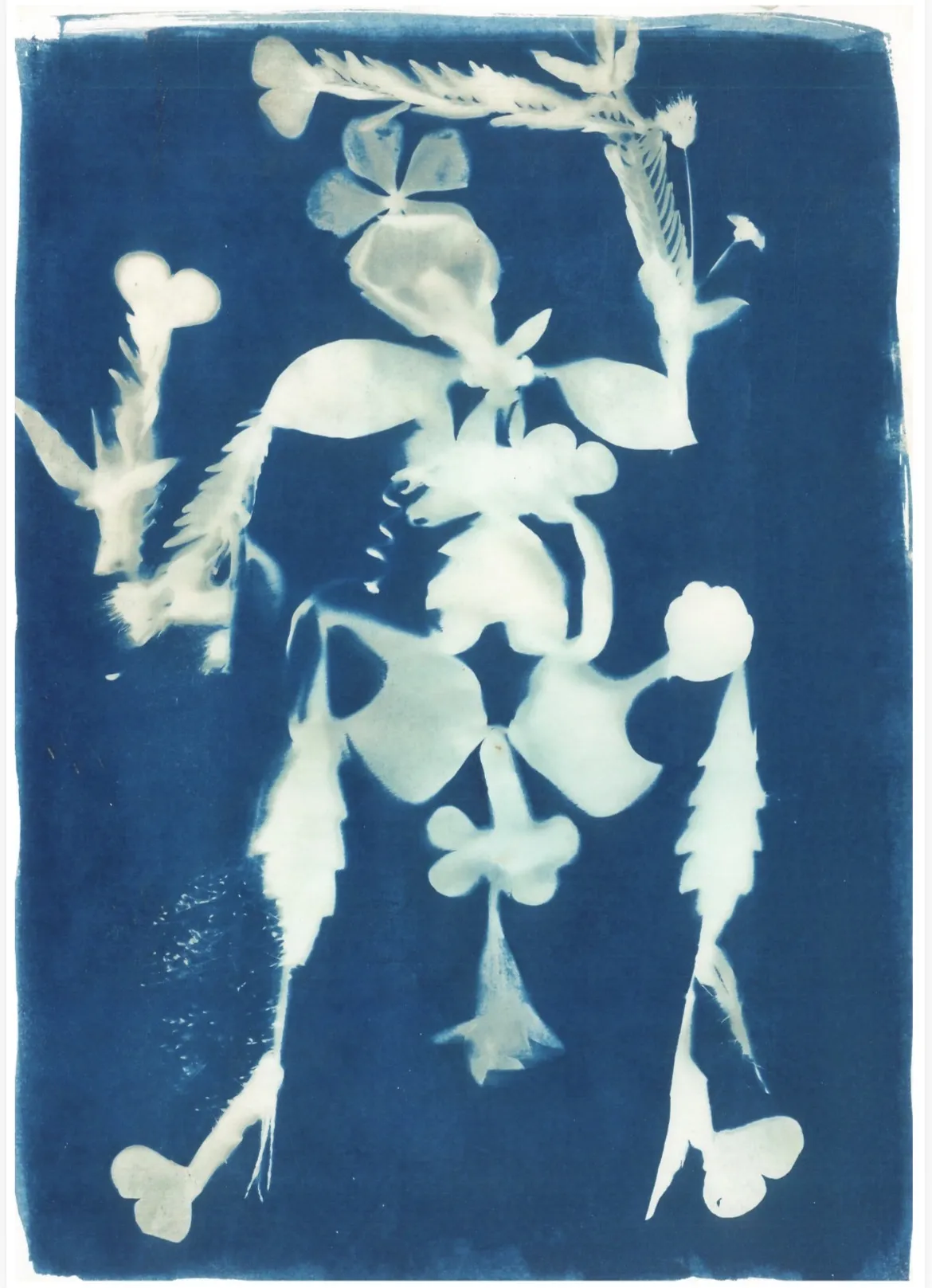 Photophyta Cyanescens 2 by Manu N - Cyanotype on paper