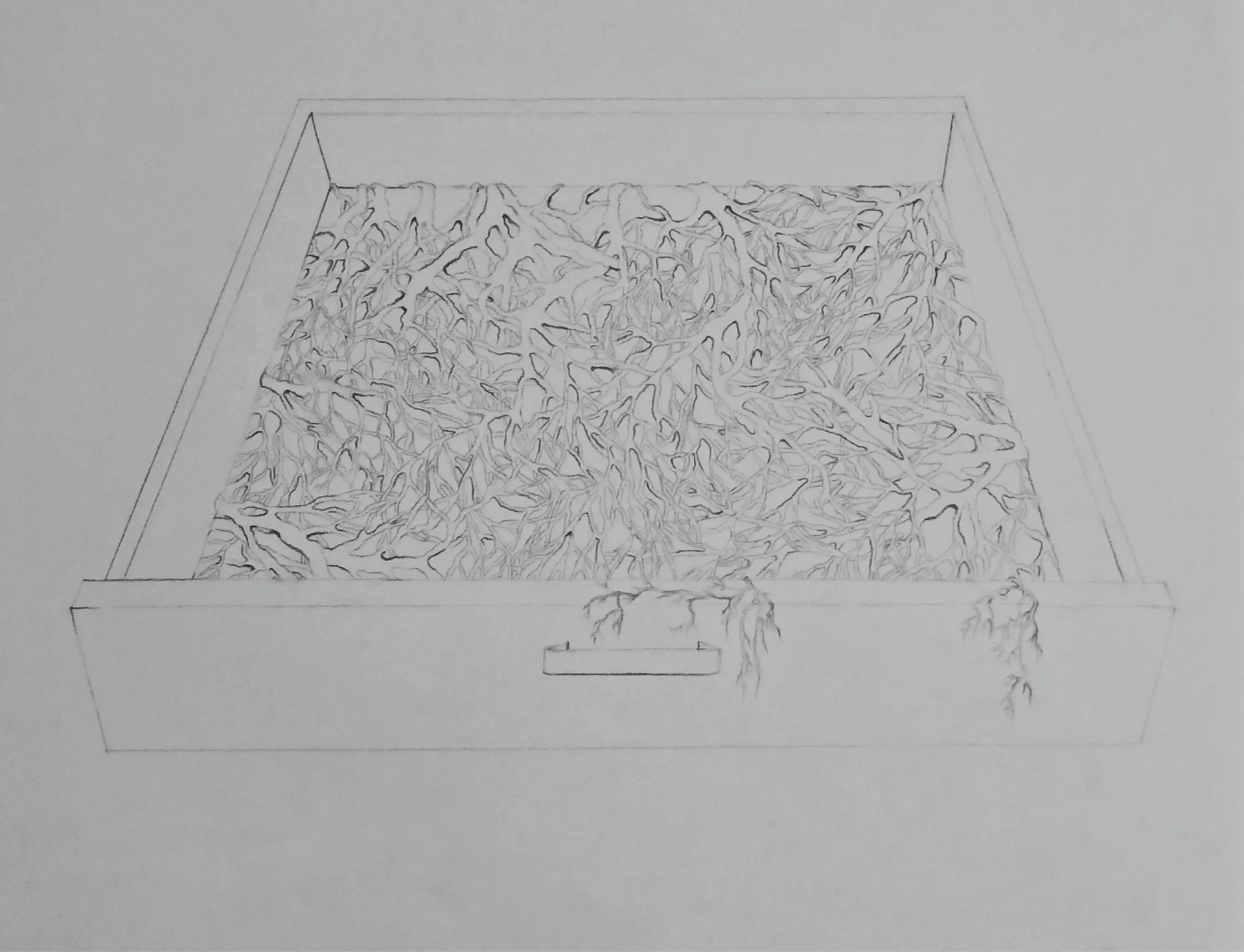 Rooted remnants by Bhavana Parakh - Graphite on Canson paper