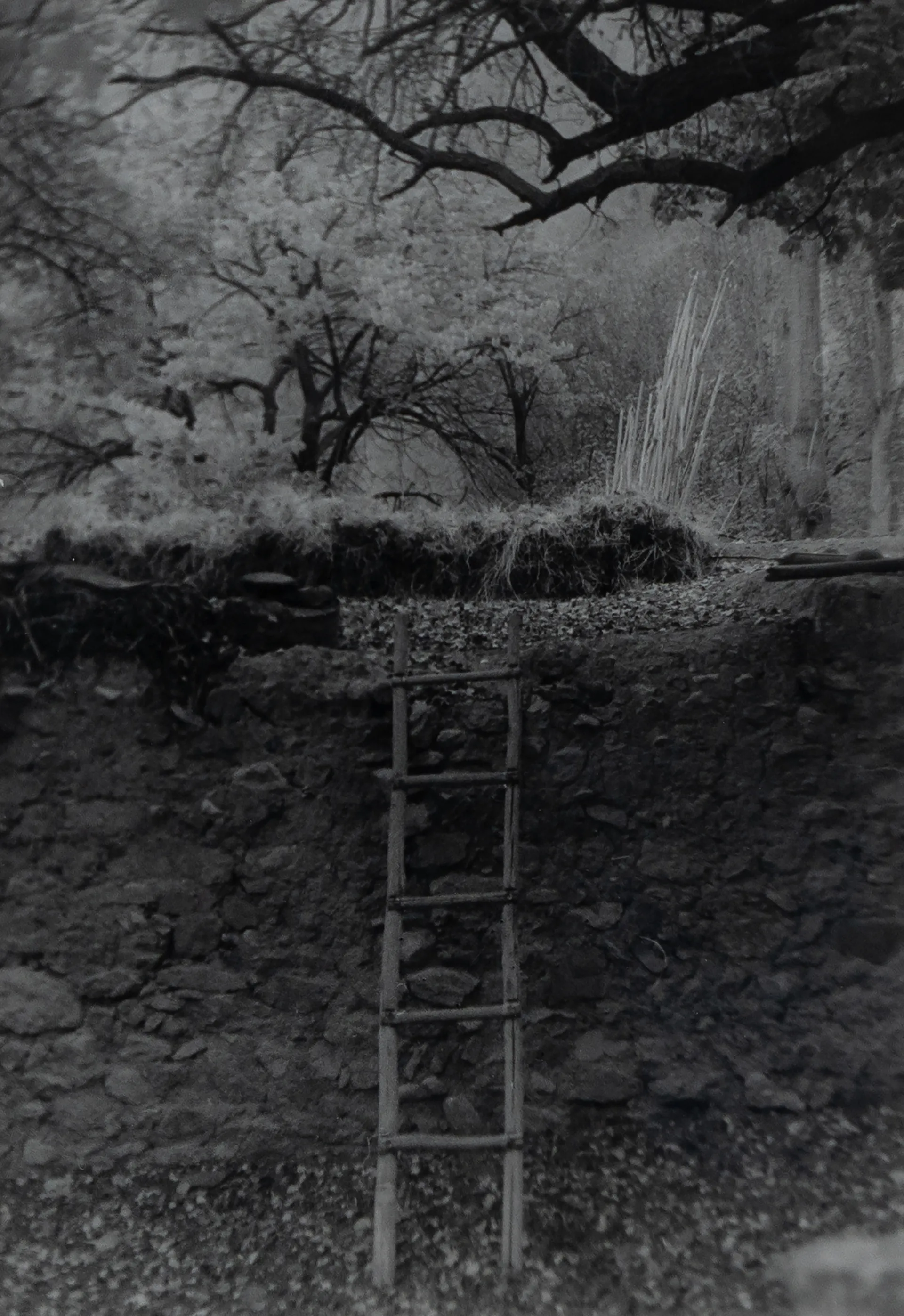 An autumn's tale by Ayan Biswas - Silver gelatin print, pearl finish
