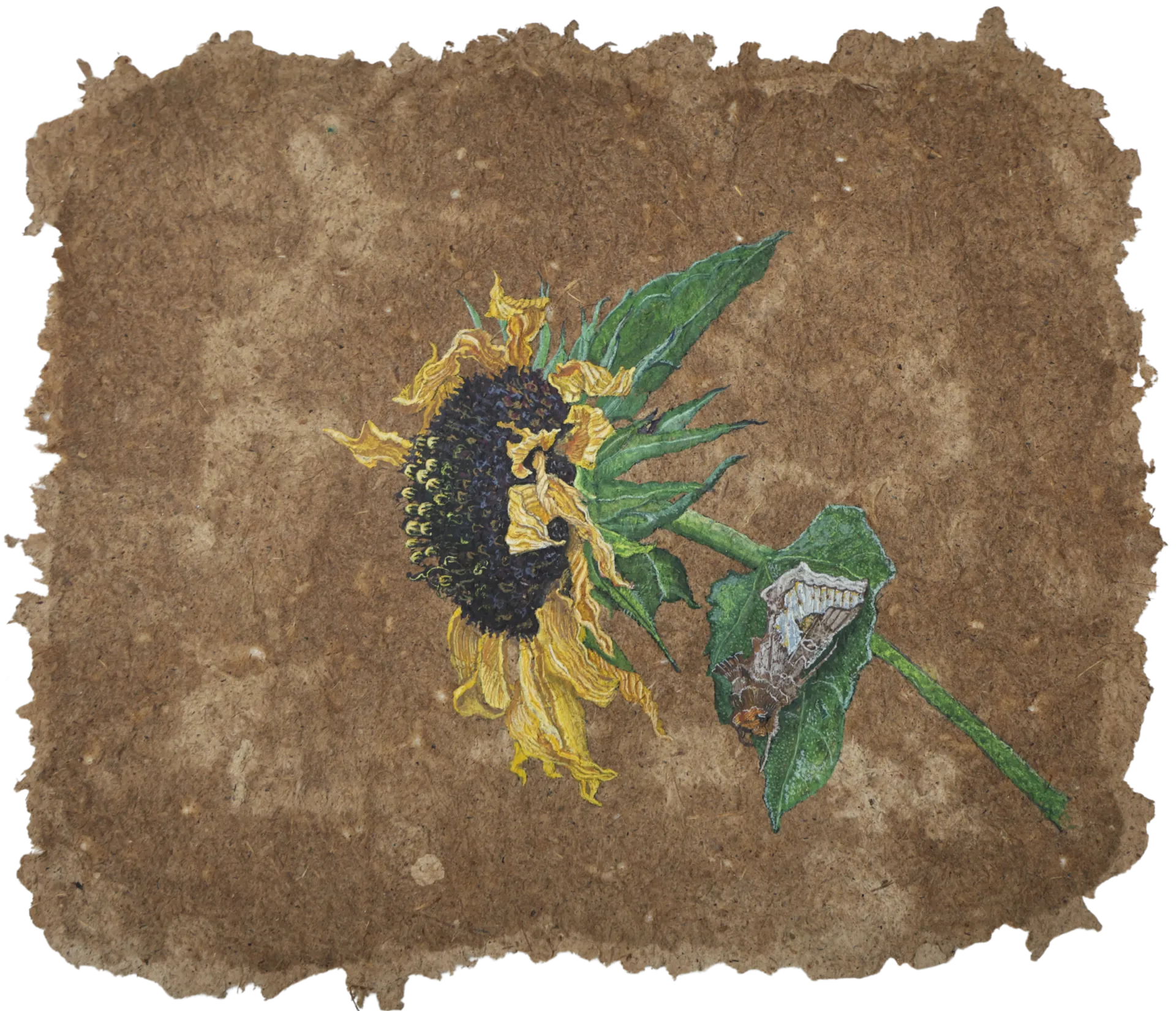 Parchavam-II, ਪਰਛਾਵਾਂ-II, 13 by Gurdeep Brar - Gouache on artist-made paper with dried flowers
