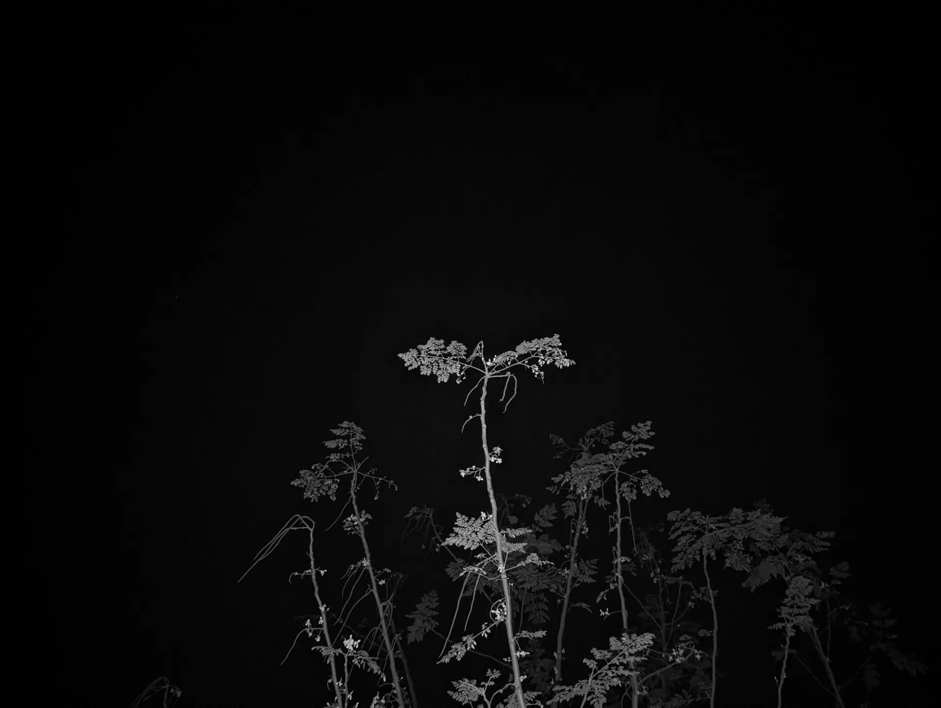 Echoes of resilience, 8 by Dhiraj Rabha - Photo print: fine art archival pigment print
