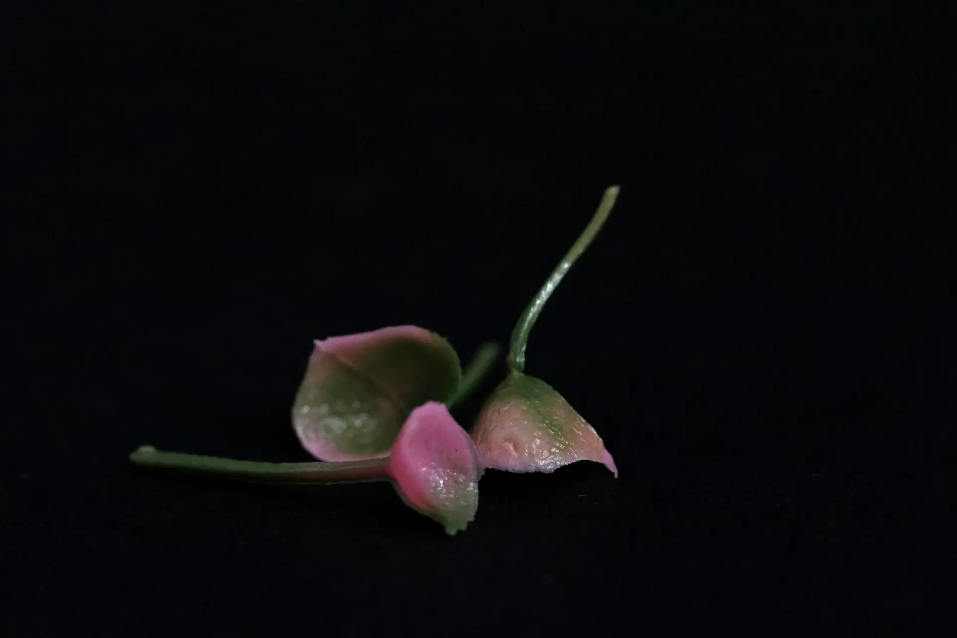 Up-close, 7 by Bhavana Parakh - Digital macro photograph (100 mm lens) on Epson enhanced matte paper