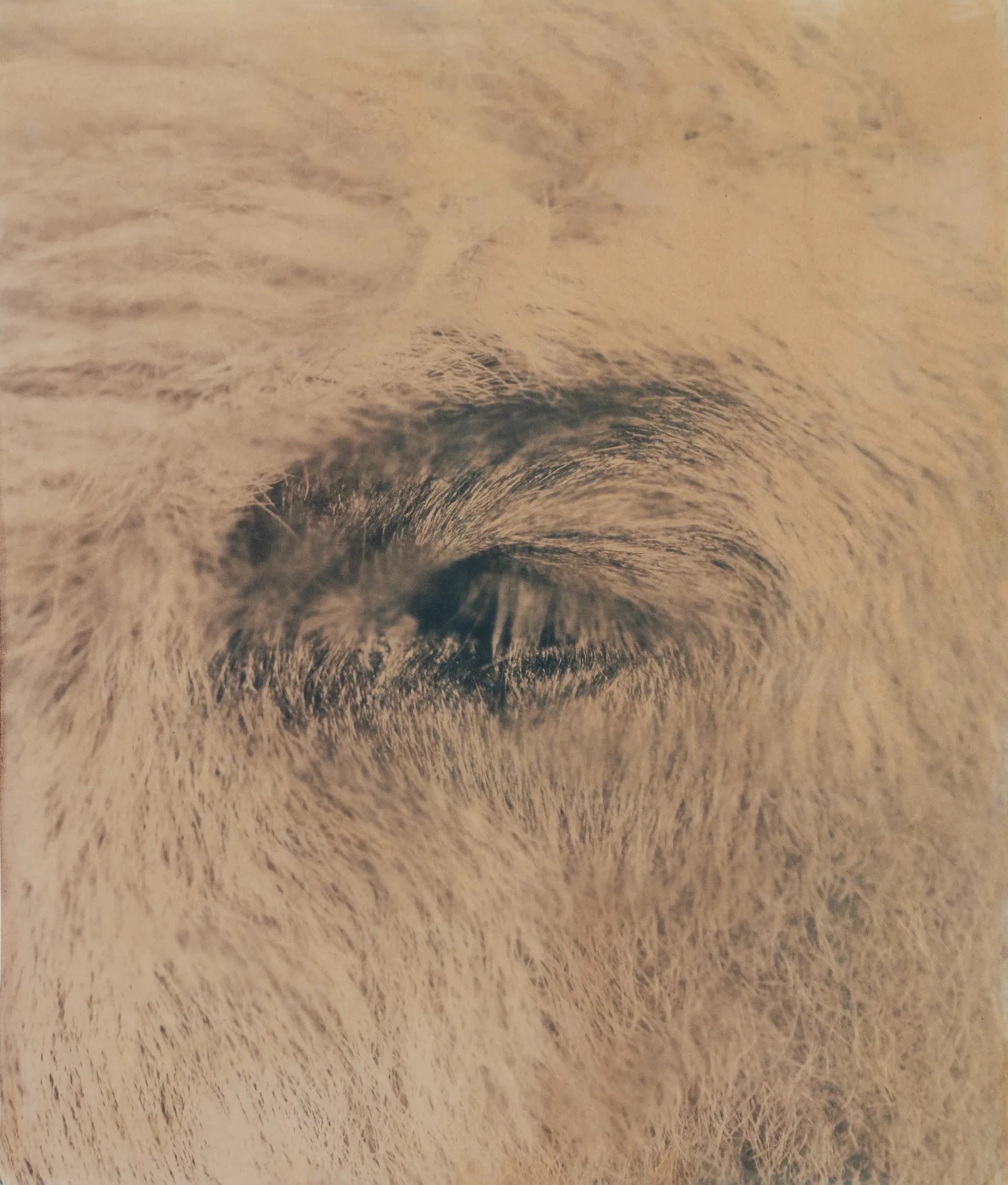 In the stillness 2 by Ayan Biswas - Split toned cuprotype print on 300 gsm Arches Aquarelle watercolour paper