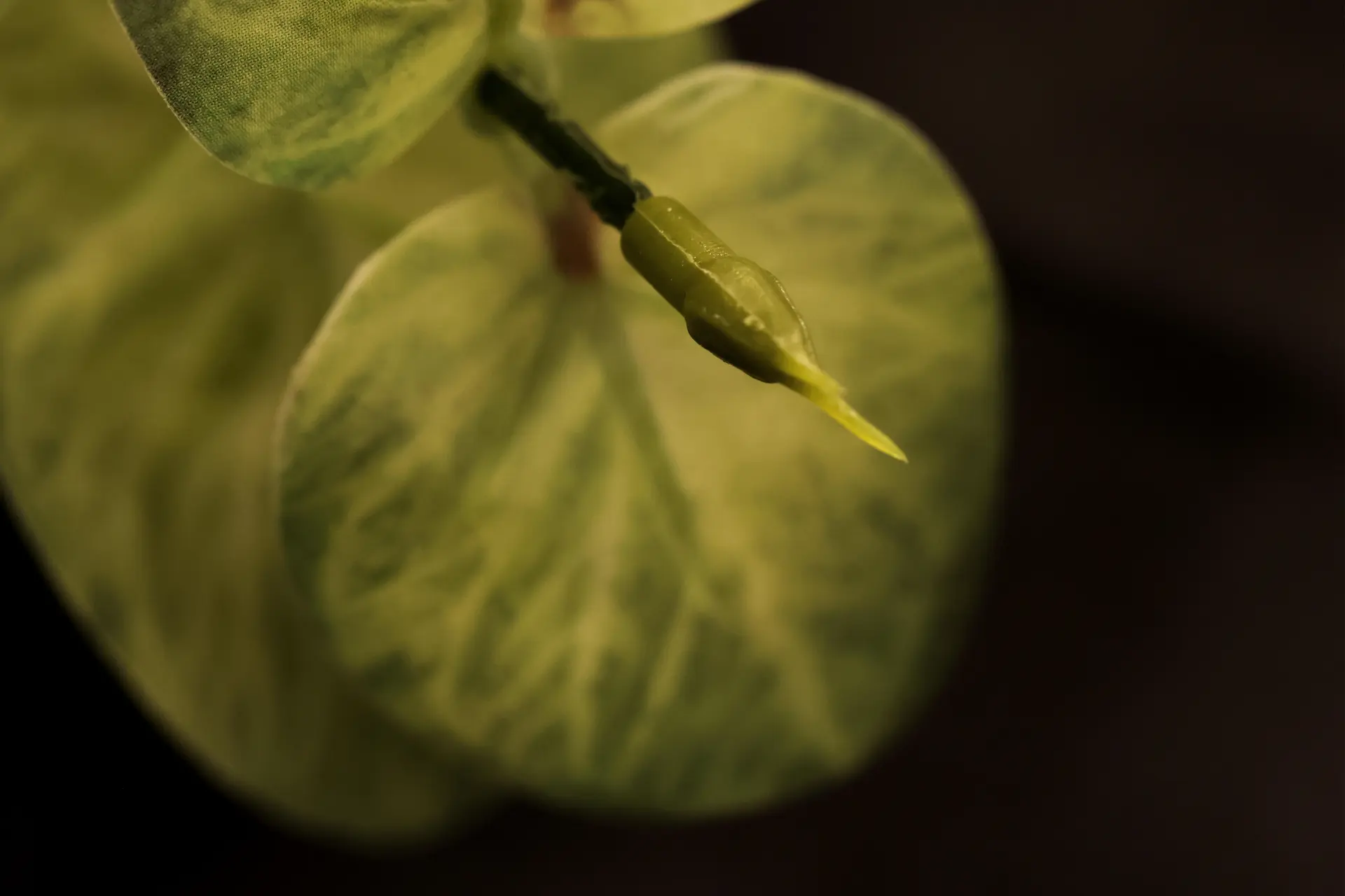 Up-close, 10 by Bhavana Parakh - Digital macro photograph (100 mm lens) on Epson enhanced matte paper