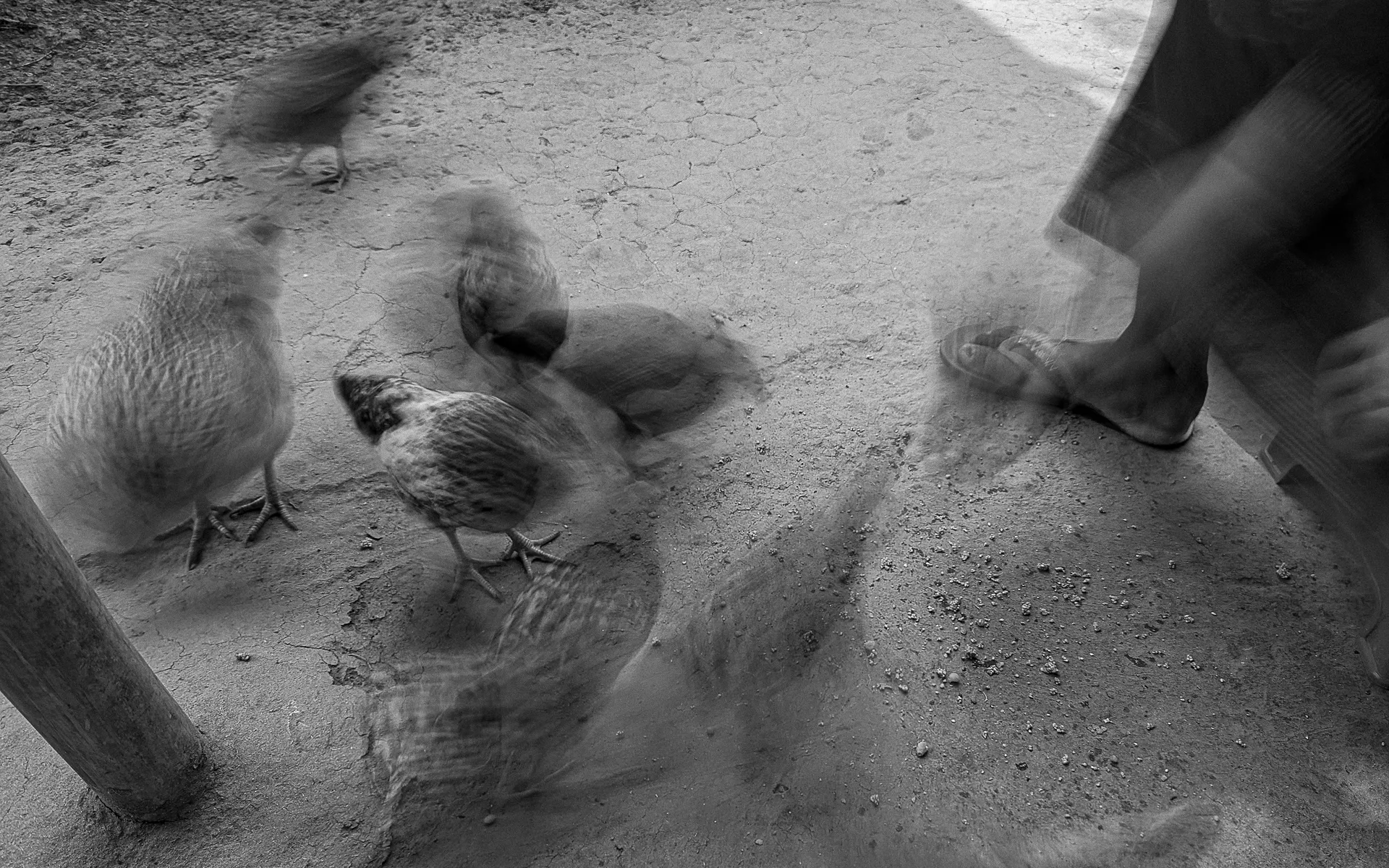 Echoes of resilience, 15 by Dhiraj Rabha - Photo print: fine art archival pigment print