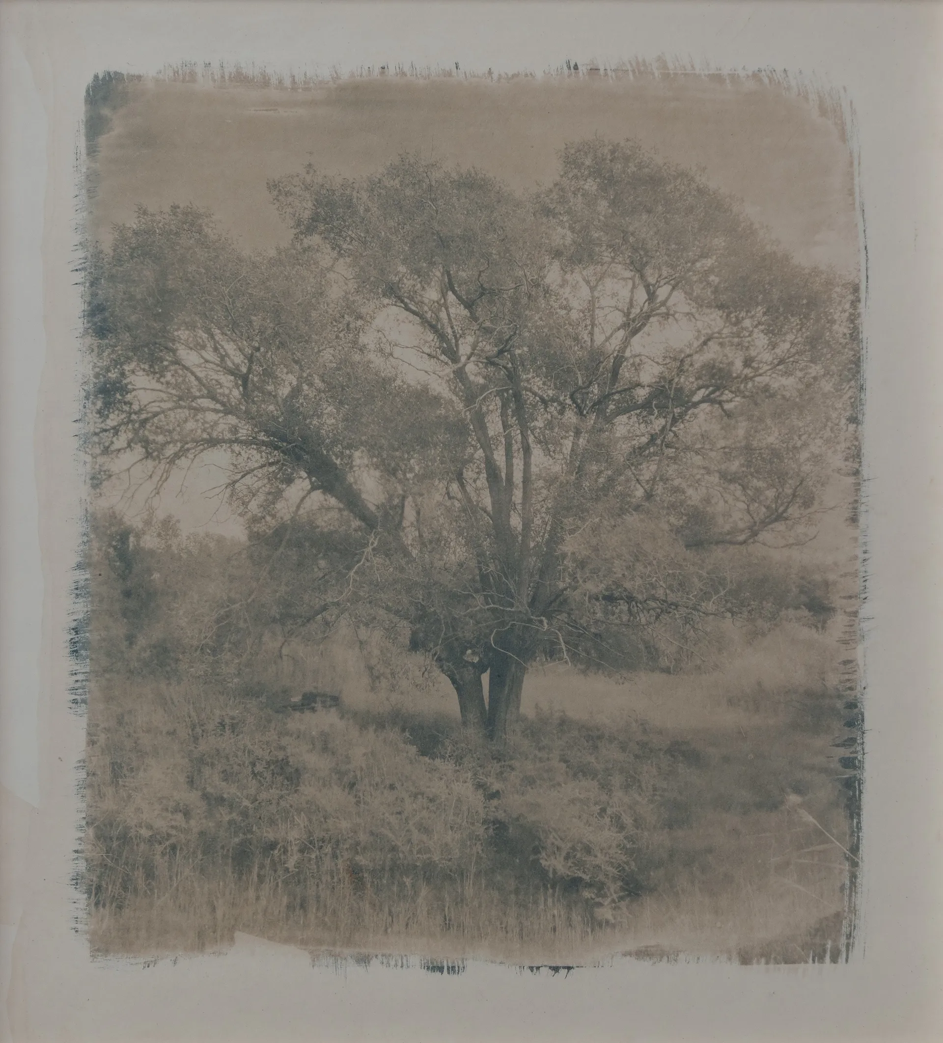 Lha lchang - the forgotten tree by Ayan Biswas - Toned cyanotype on Arches Aquarelle 300 g watercolour paper
