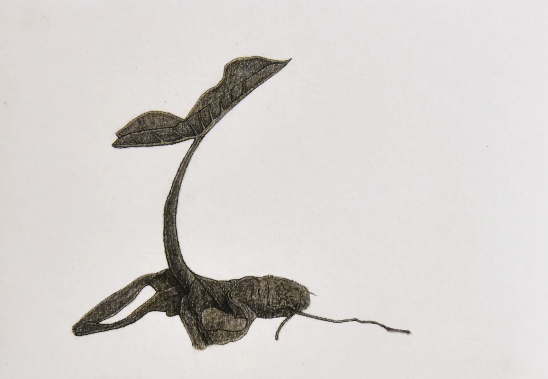 Untitled, 2 by Sumeshan K - Charcoal and dry pastel on paper