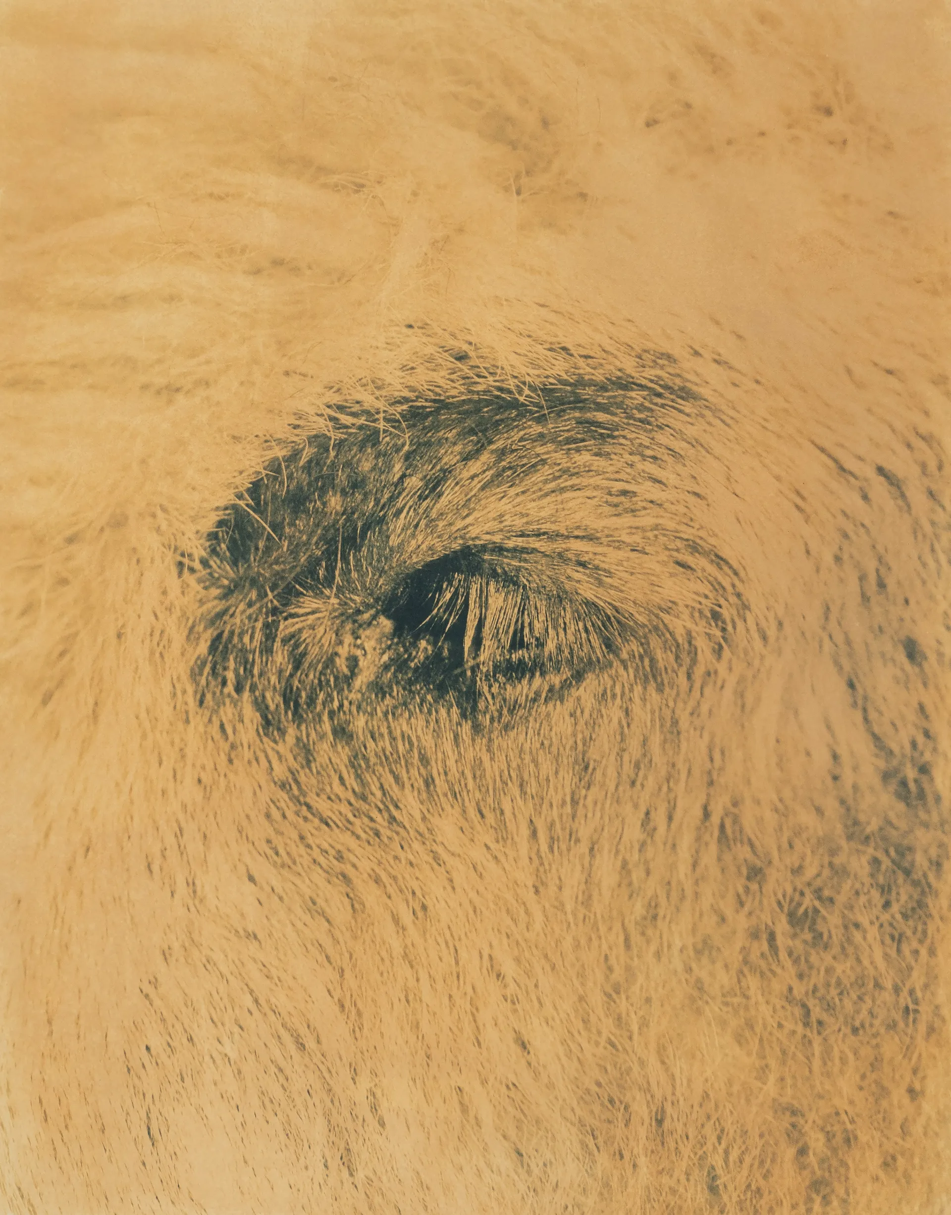 In the stillness 1 by Ayan Biswas - Toned cyanotype print on watercolour paper