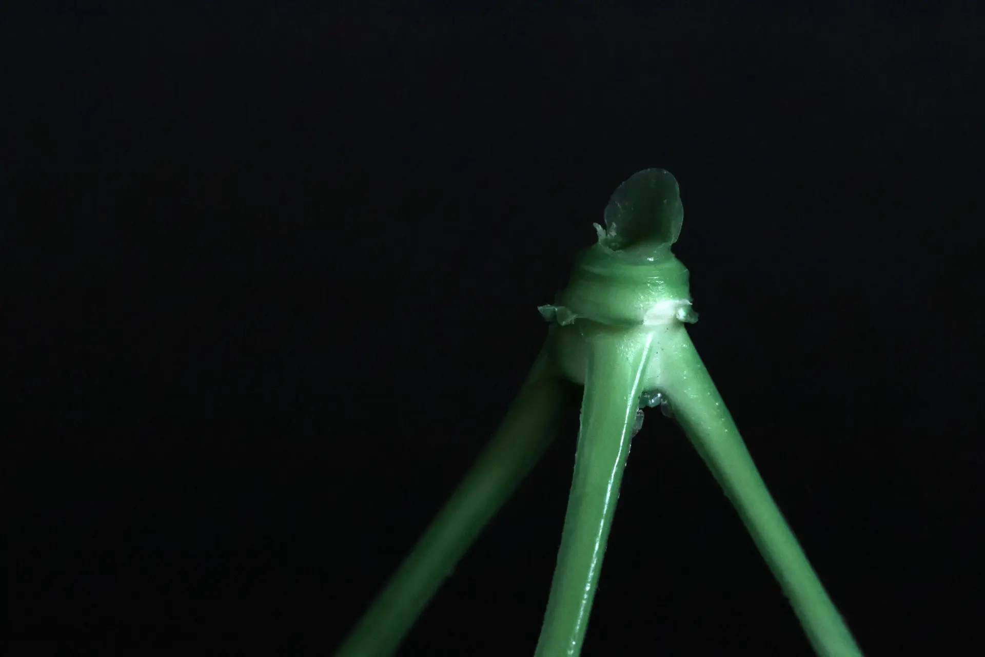 Up-close, 4 by Bhavana Parakh - Digital macro photograph (100 mm lens) on Epson enhanced matte paper