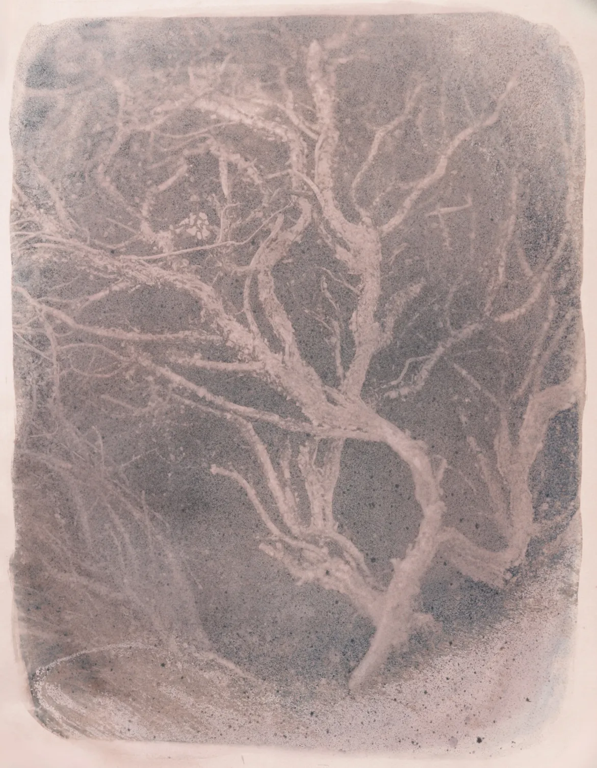 Tama by Ayan Biswas - Toned cyanotype print