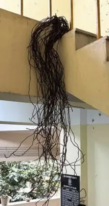 Returning to the root by Bandita Talukdar - Binding iron wire