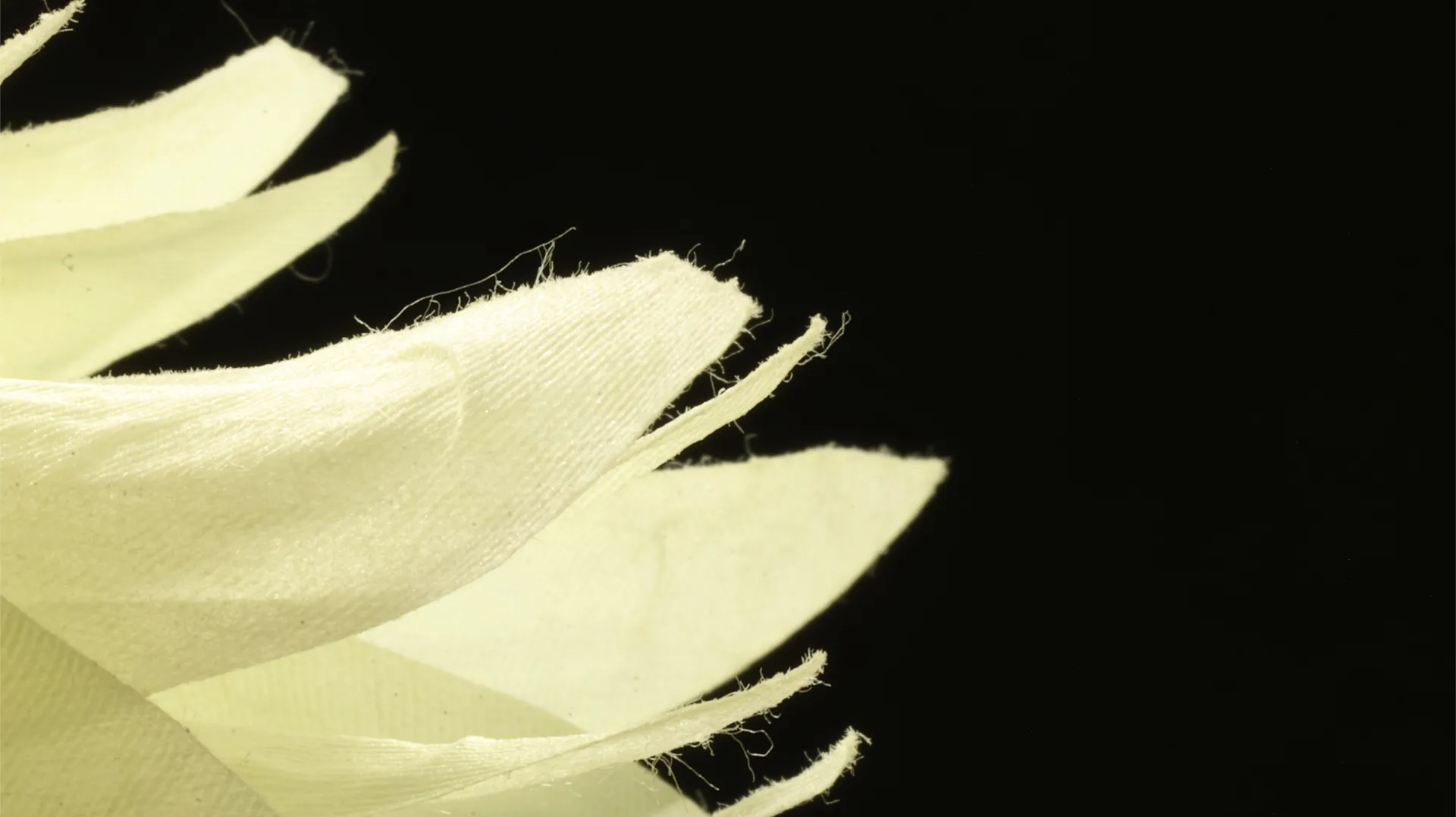 Up-close, 5 by Bhavana Parakh - Digital macro photograph (100 mm lens) on Epson enhanced matte paper