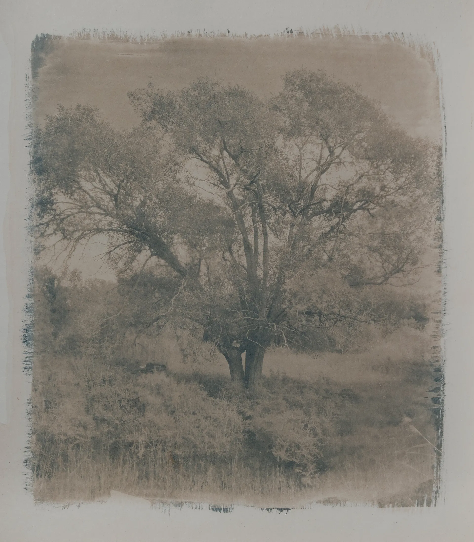 Lha lchang - the forgotten tree by Ayan Biswas - Toned cyanotype on Arches Aquarelle 300 g watercolour paper