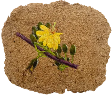 Parchavam-II, ਪਰਛਾਵਾਂ-II, 1 by Gurdeep Brar - Gouache on artist-made paper with dried flowers