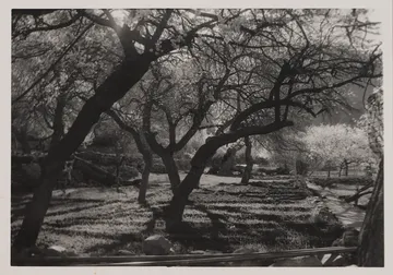 Orchard of dreams by Ayan Biswas - Silver gelatin print, pearl finish