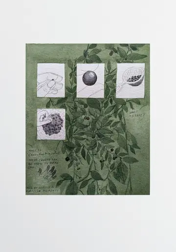 Cocculus hirsutus 1 by Parul Sinha - Watercolor, ink on Canson paper
