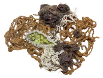 Assemblage I by Jayita Barai - Cotton thread, corn husk, coir rope, Arjun tree seedpods, gouache colour on tea bag paper, woollen thread