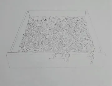 Rooted remnants by Bhavana Parakh - Graphite on Canson paper