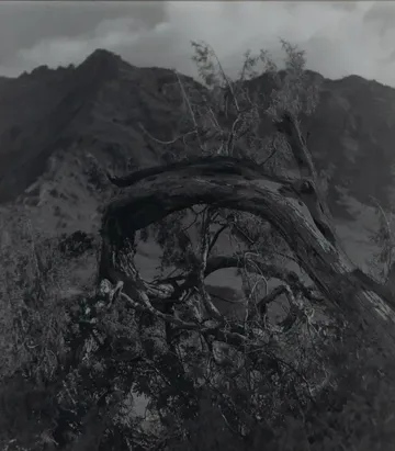 Through the junipers - likir, ladakh by Ayan Biswas - Silver gelatin print on fibre paper, matt finish