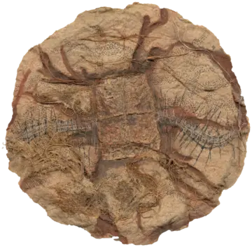 Untold V, 8 (set of 18) by Gopa Roy - Straw pulp, tea leaf, GI wire, bandage, iron dust, natural fibers, ink and watercolour