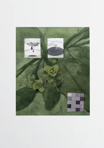 Cocculus hirsutus 2 by Parul Sinha - Watercolor, ink on Canson paper